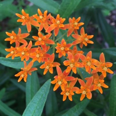 Butterfly Weed-II